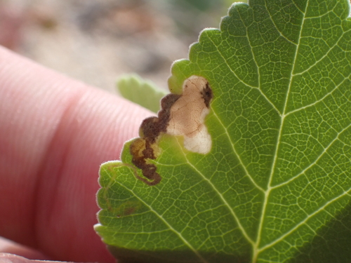 Philodoria marginestrigata observed 2026-09-20