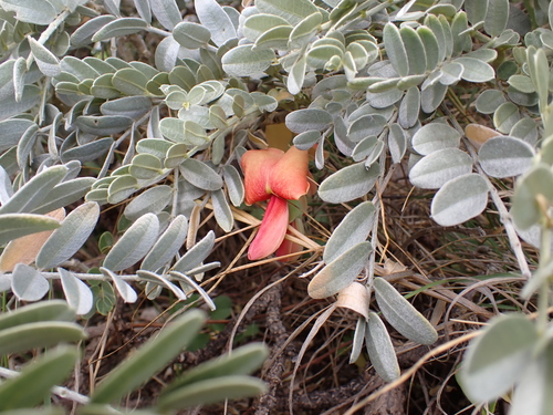 Sesbania tomentosa observed 2026-09-20