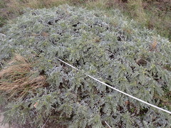 (c) Neal Kelso, some rights reserved (CC BY) Sesbania tomentosa, photograph (c) Neal Kelso, some rights reserved (CC BY)