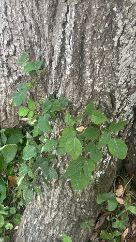 eastern poison ivy