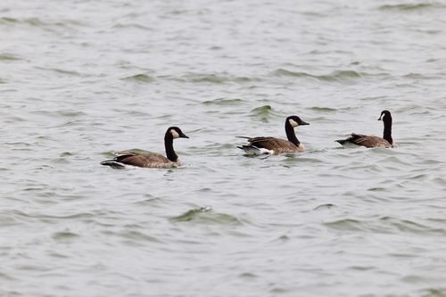 Canada Goose