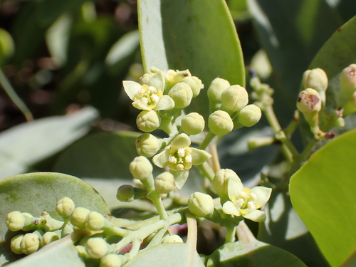 Santalum ellipticum observed 2026-09-20