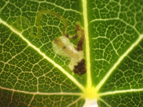 Philodoria marginestrigata observed 2026-09-20