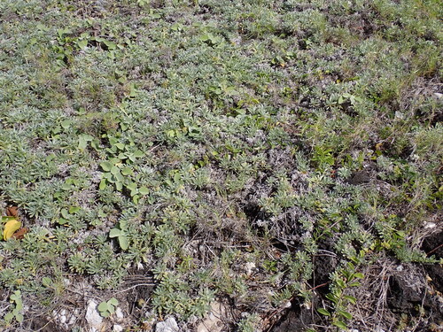 Heliotropium anomalum, photograph 3