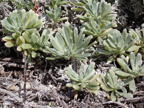 Heliotropium anomalum, photograph 2