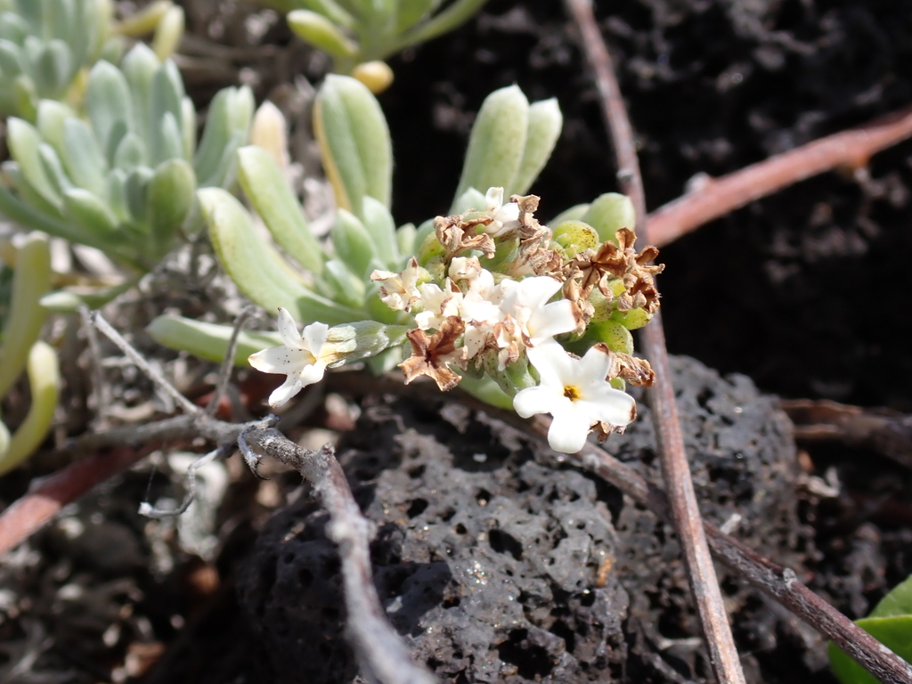 Heliotropium anomalum; photograph (c) Neal Kelso, some rights reserved (CC BY)