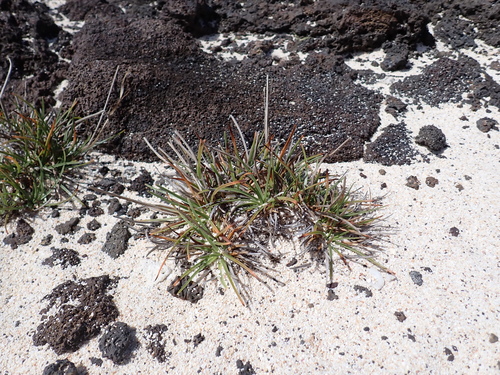 Fimbristylis cymosa observed 2026-09-20