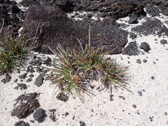 Fimbristylis cymosa, photograph (c) Neal Kelso, some rights reserved (CC BY)