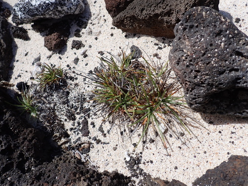 Fimbristylis cymosa observed 2026-09-20