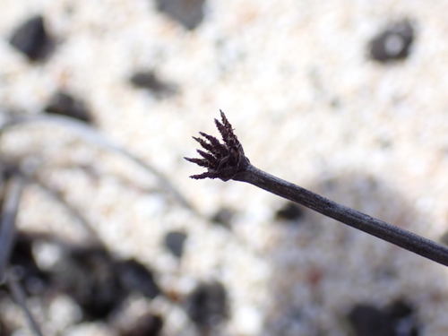 Fimbristylis cymosa