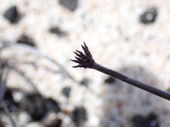 Fimbristylis cymosa