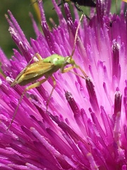 Closterotomus