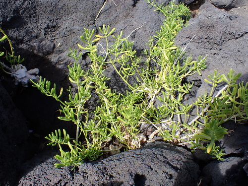 Batis maritima observed 2026-09-20