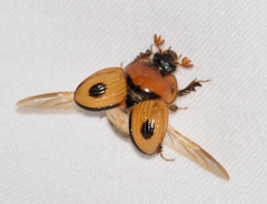 Bolbocerosoma biplagiatum