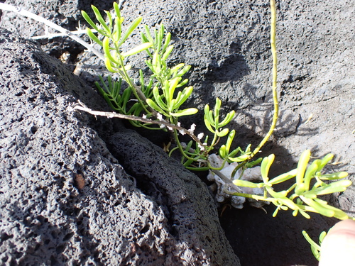 Batis maritima, photograph 4