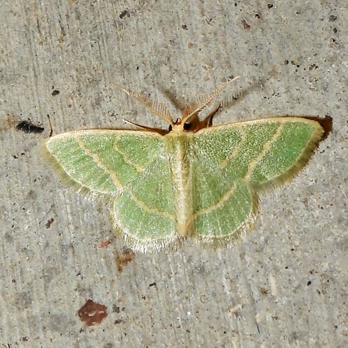 Blackberry Looper Moth