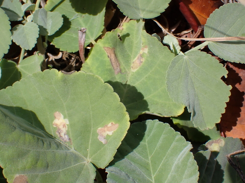 Philodoria marginestrigata observed 2026-09-20