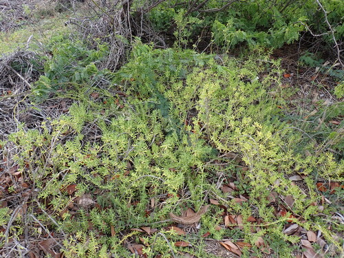 Batis maritima, photograph 2