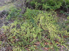 Batis maritima, photograph (c) Neal Kelso, some rights reserved (CC BY)
