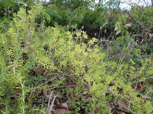 Batis maritima, photograph 1