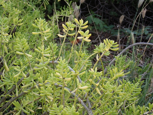 Batis maritima observed 2026-09-20