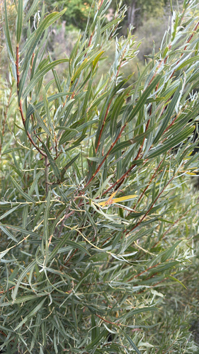 Narrowleaf Willow