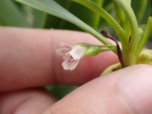 Myoporum sandwicense, photograph 2