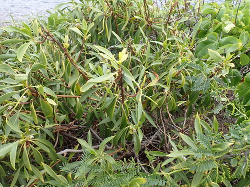 Myoporum sandwicense, photograph 3