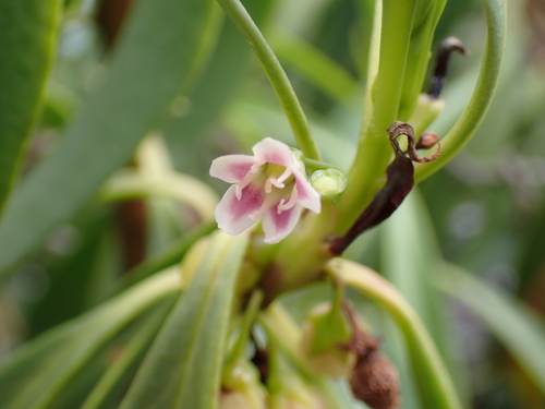 Myoporum sandwicense, photograph 1