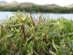 Myoporum sandwicense, photograph (c) Neal Kelso, some rights reserved (CC BY)
