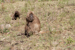 Theropithecus gelada gelada