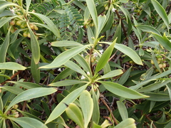 Myoporum sandwicense