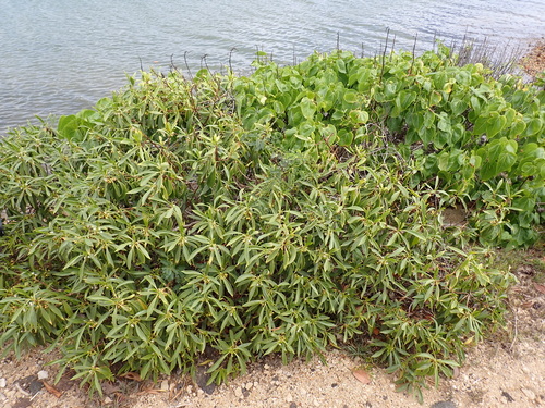 Myoporum sandwicense, photograph 4