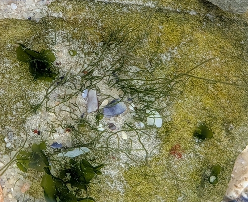Chaetomorpha linum observed 2026-09-13