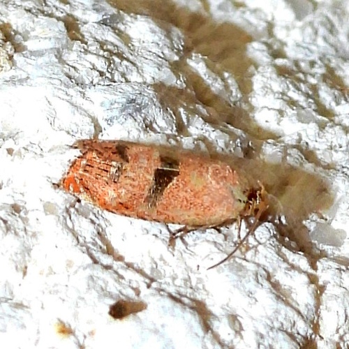 Filbertworm Moth