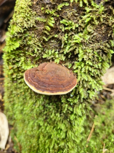 Phellinus observed 2026-09-19