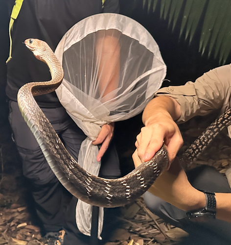 Ptyas carinata observed 2026-09-19
