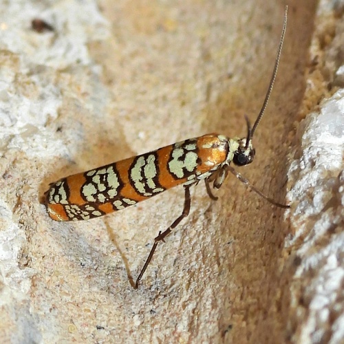 Ailanthus Webworm Moth