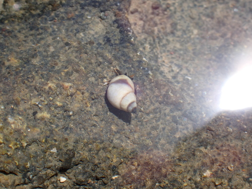 Echinolittorina hawaiiensis observed 2026-09-20