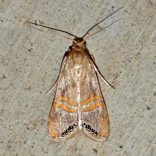 Belted Grass-veneer