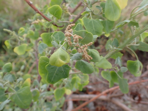 Chenopodium oahuense, photograph 1