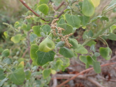 Chenopodium oahuense, photograph (c) Neal Kelso, some rights reserved (CC BY)