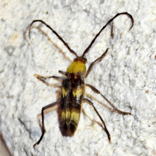 Megacyllene antennata