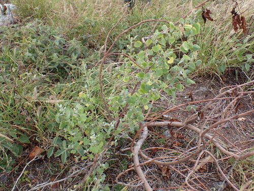 Chenopodium oahuense, photograph 2