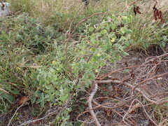 Chenopodium oahuense, photograph (c) Neal Kelso, some rights reserved (CC BY)