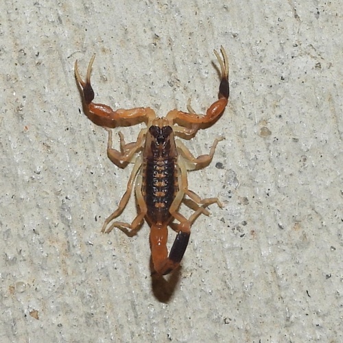 Striped Bark Scorpion