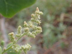 Chenopodium oahuense