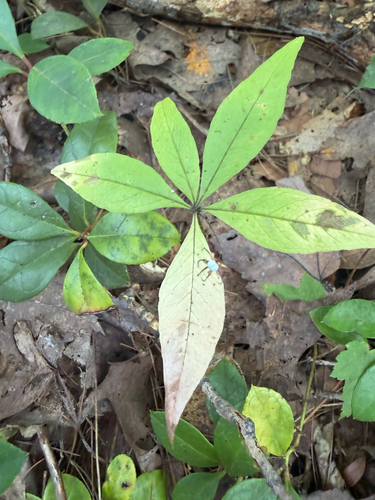 Lysimachia borealis, photograph 6