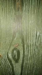 Platynota idaeusalis