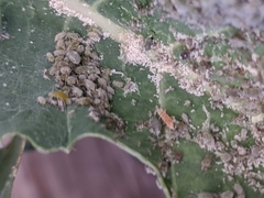 Aphidoletes